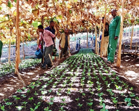 Hambela Estate Guji Zone, Oromia Region, Ethiopia