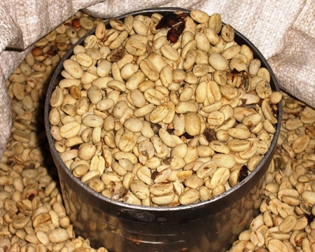 Bourbon, Catimor, and Typica CV. Yudi Putra North Sumatra, Sumatra, Indonesia