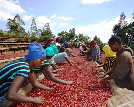 Guji Indigenous heirloom Grima Edema Kercha District, Guji Zone, Oromia Region, Ethiopia