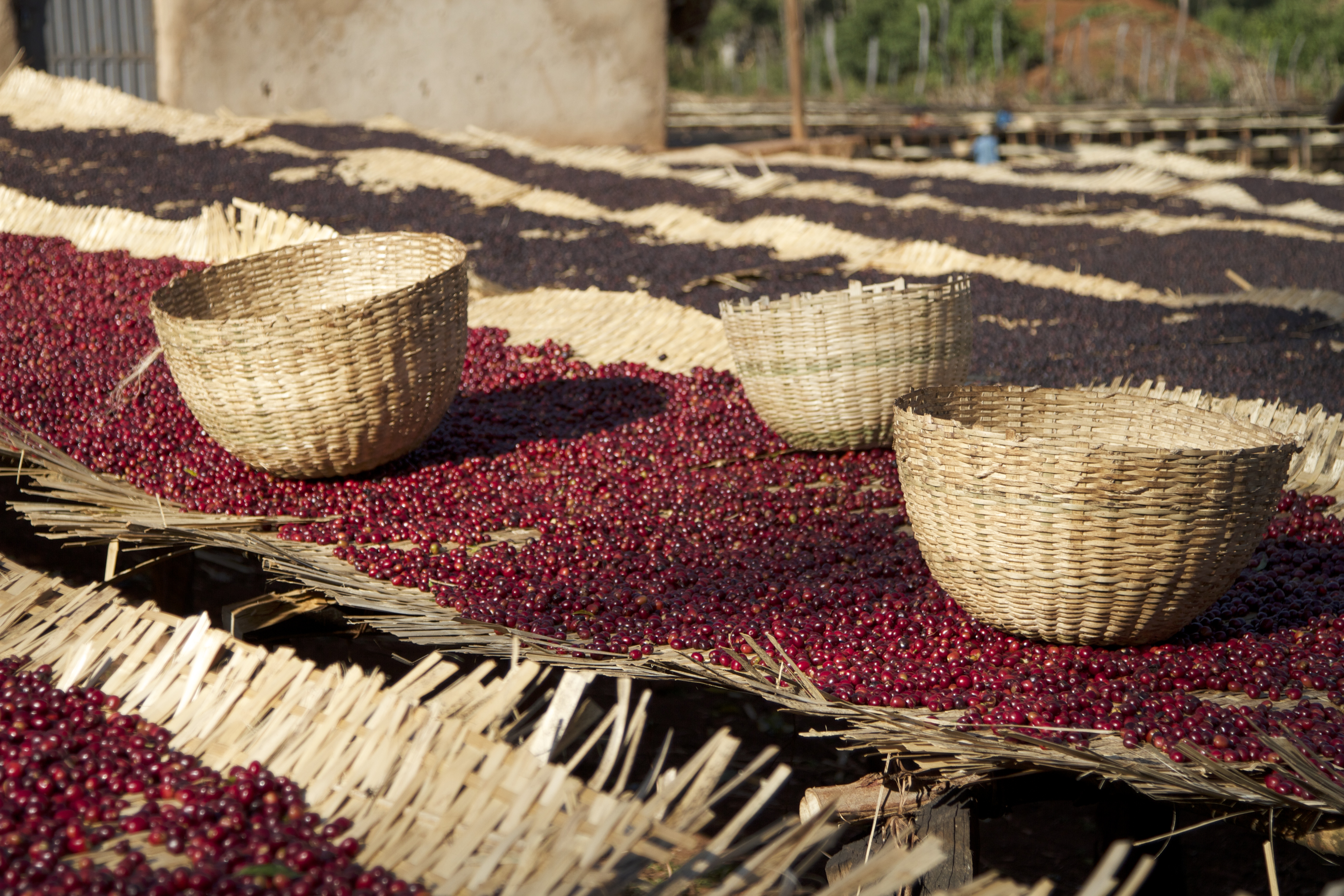 Ethiopia Yirgacheffe 1 Natural Aricha GRAINPRO (aricha) Royal Coffee