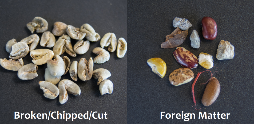 Green Coffee Analytics Part III Visual Defects Royal Coffee