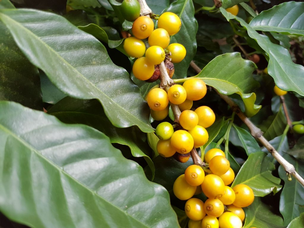 Fazenda Rainha Yellow Bourbon São Sebastião da Grama, São Paulo, Brazil