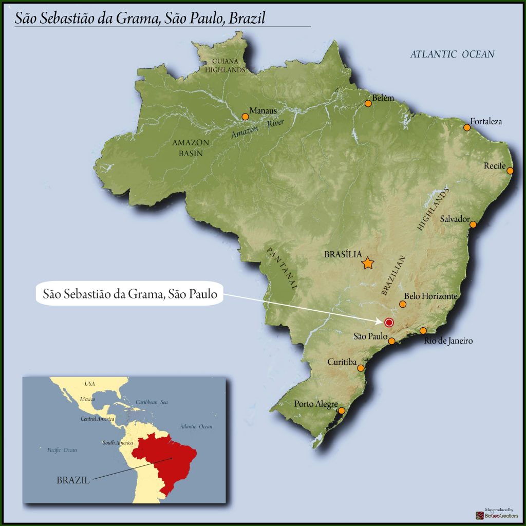 Brazil Fazenda Rainha Yellow Bourbon Pulped Natural 16+ 