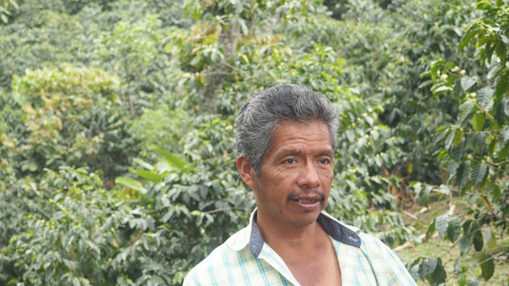 GRAPOS Chiapas, Mexico Bourbon, Caturra, Catuai, and Typica