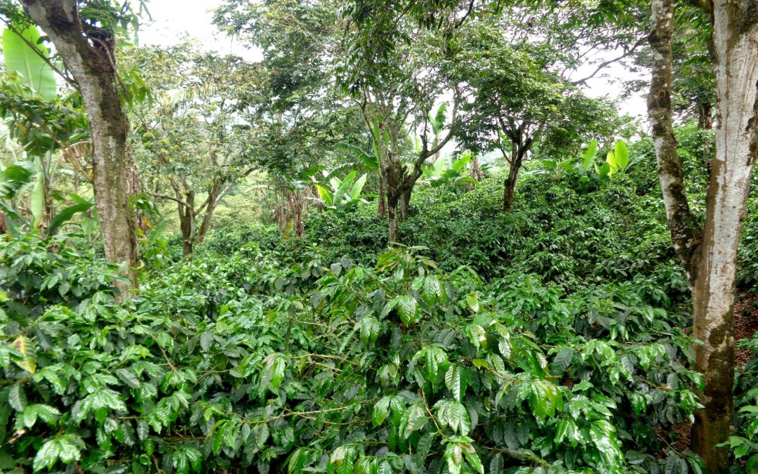 Producer Interview: Carlos Fernández Morera from Café de Altura