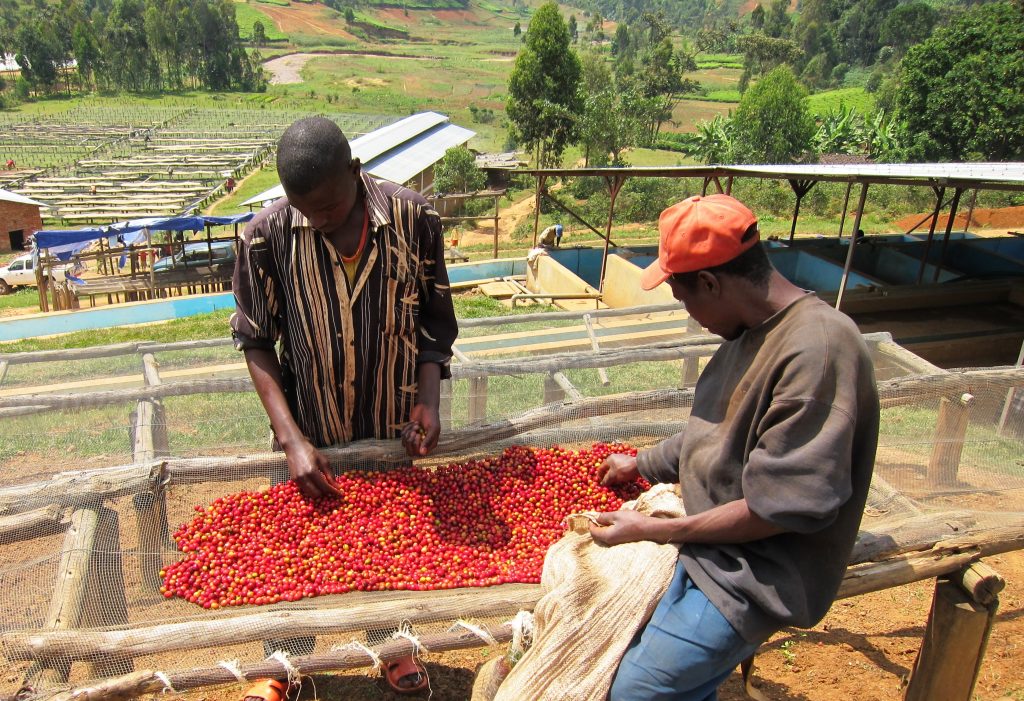 Sorting cherry at Dukunde Kawa cooperative in Gakenke, Rwanda