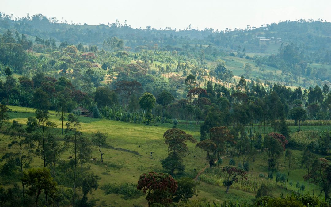 January Cupping at Bay Area CoRo: FREE