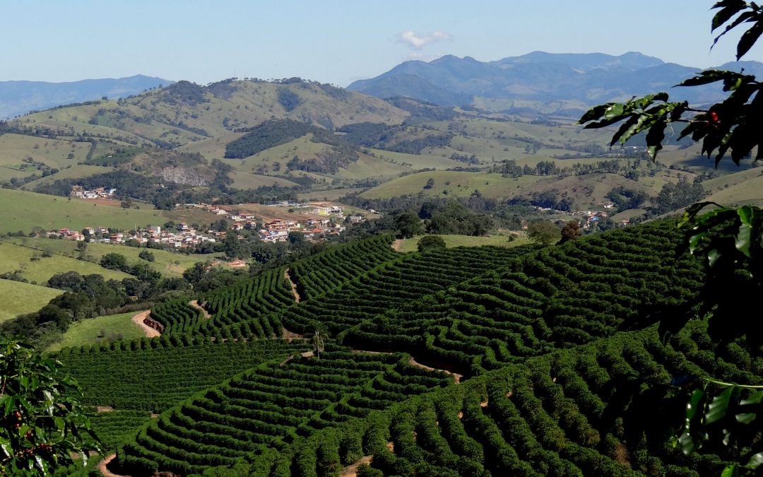 The Coffee Buyers’ Cupping Table: Capricornio Coffees from Brazil