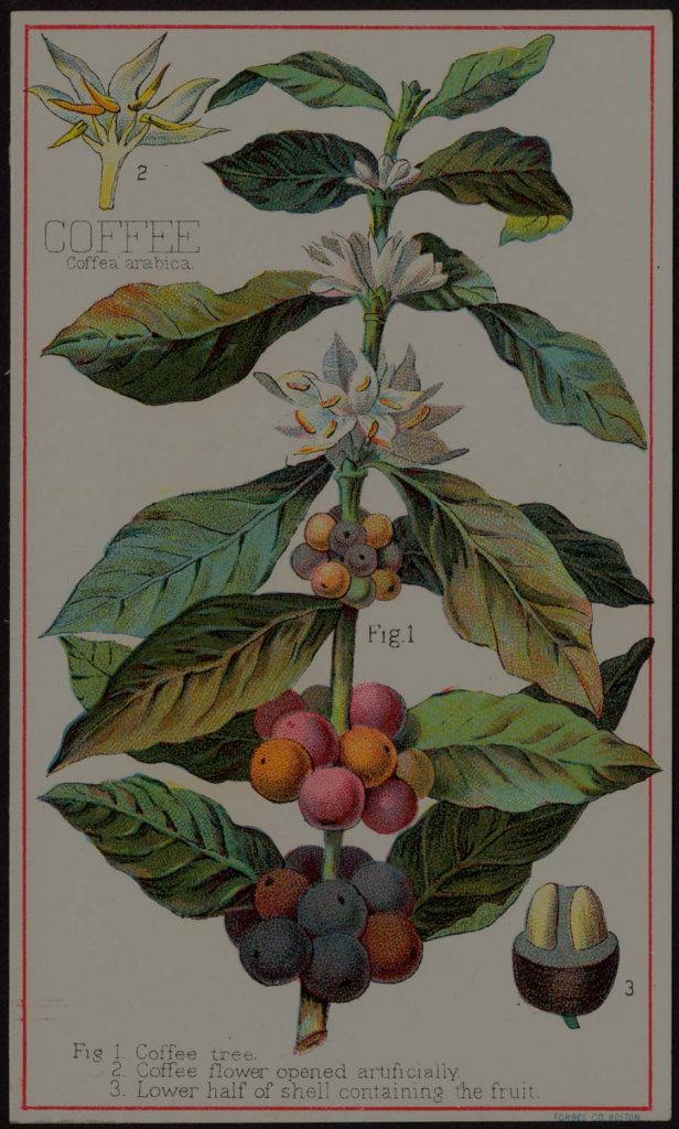 A Roaster's Guide to Understanding Coffee Plant Types Royal Coffee