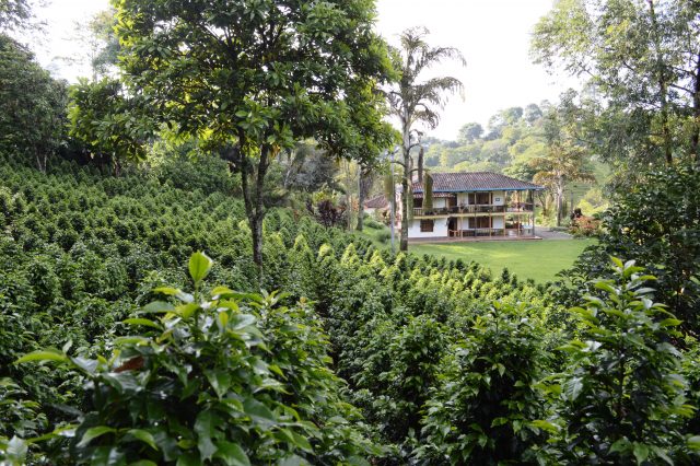 A grove of Laurina trees in Valle del Cauca, Colombia. Photo courtesy Café Granja La Esperanza