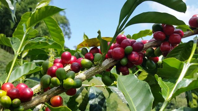 Red Bourbon ripening