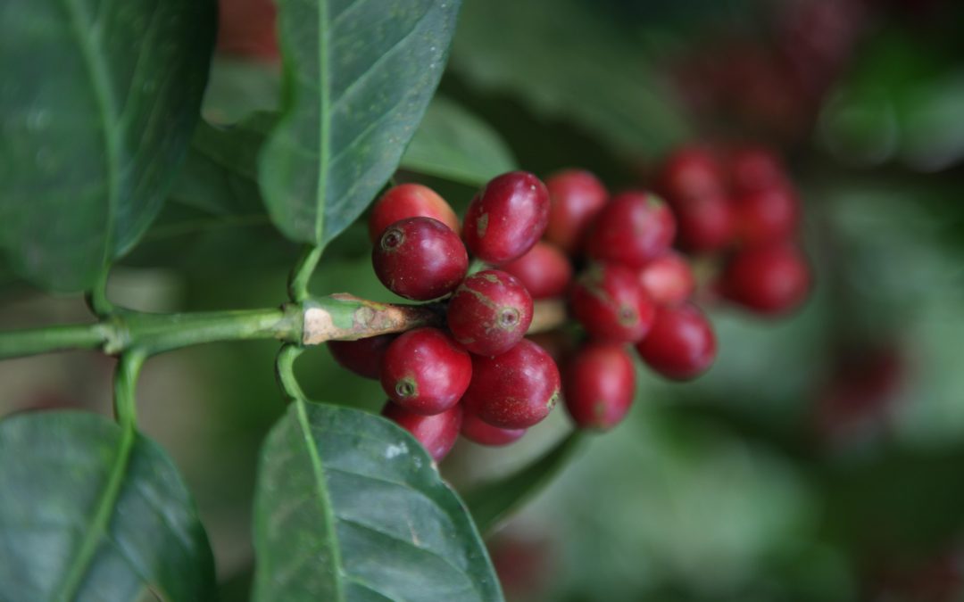 The Coffee Buyers’ Cupping Table: Los Volcanes Coffee of Guatemala