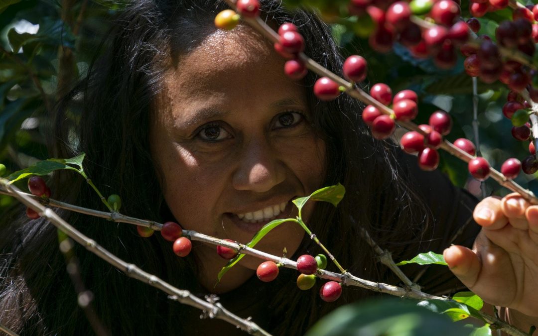 The Coffee Buyers’ Cupping Table: Mayan Harvest (Bella Vista, Chiapas, Mexico)