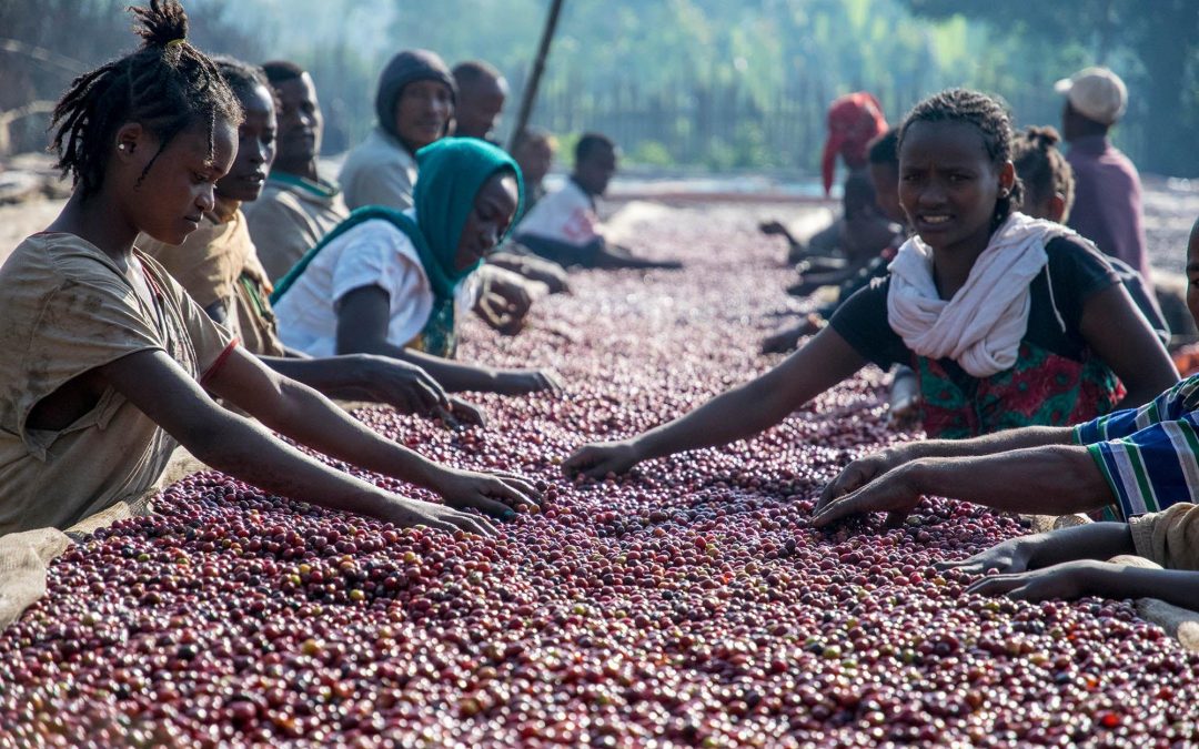 The Coffee Buyers’ Cupping Table: Single Farmer Ethiopian Coffees