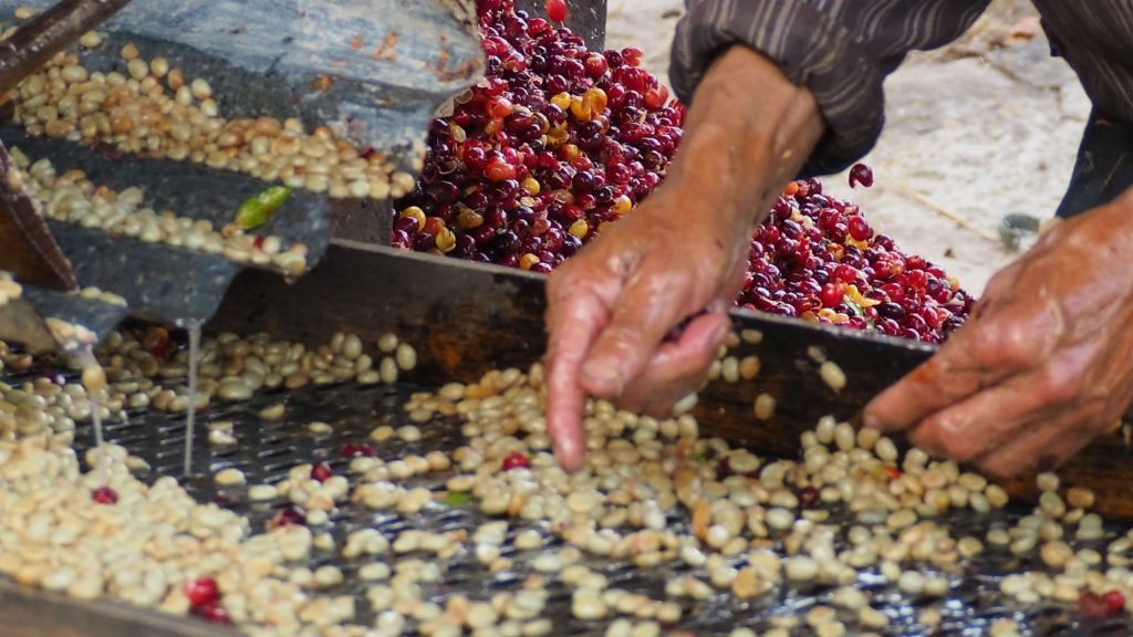 milling coffee cherries