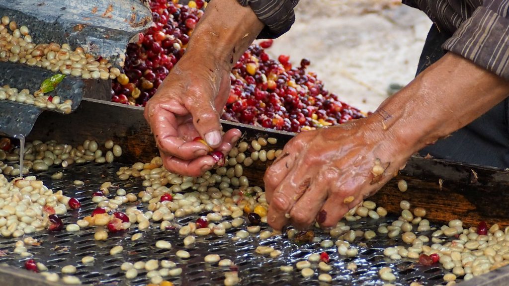 A Guide To Carbonic Maceration And Anaerobic Fermentation In Coffee Royal Coffee