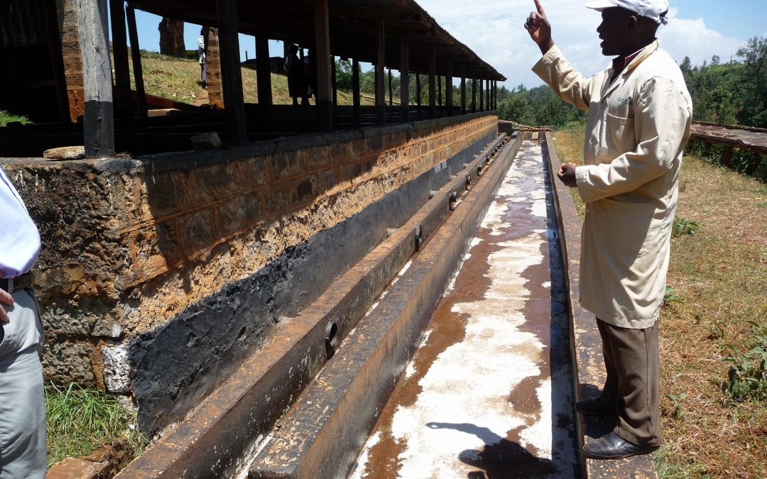 The Coffee Buyers’ Cupping Table: Focus on Kenya