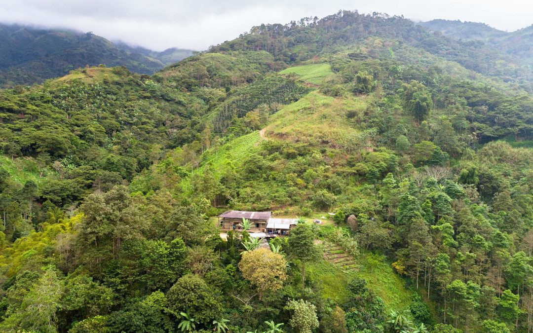 The Coffee Buyers’ Cupping Table: Peruvian Coffees