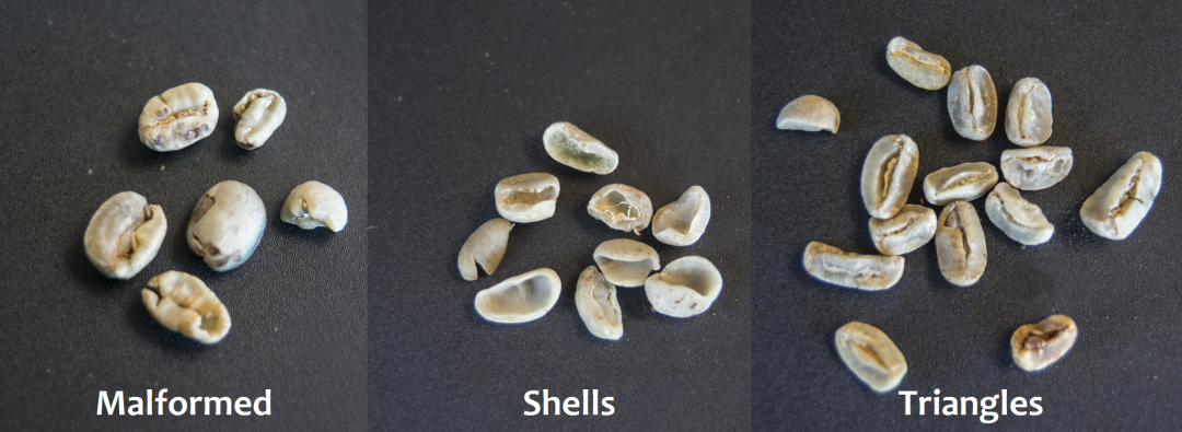 Grading Green Coffee For Physical Defects Royal Coffee