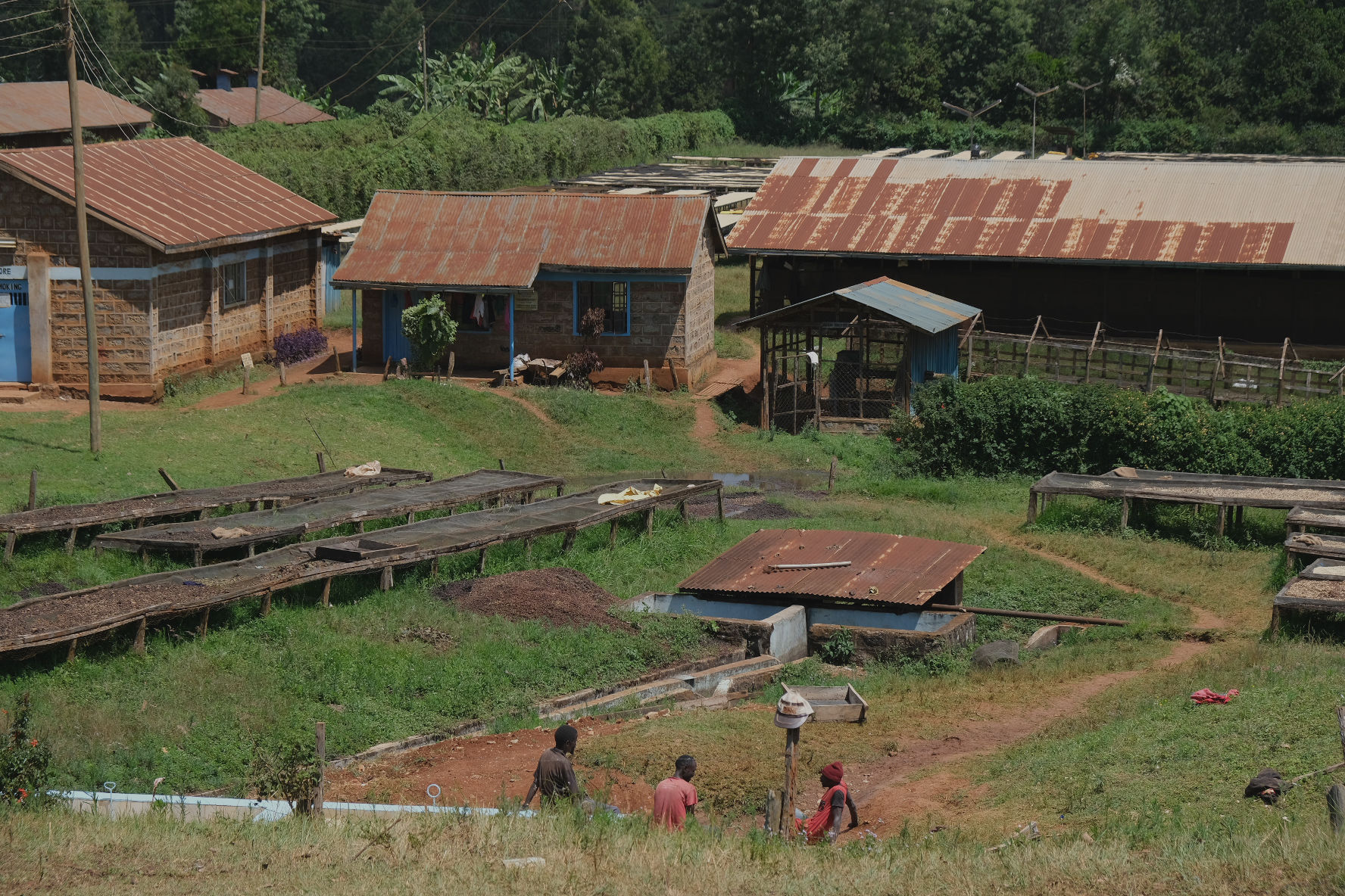 Crown Jewel Kenya Kirinyaga Rungeto Kii Triple Washed Royal Coffee