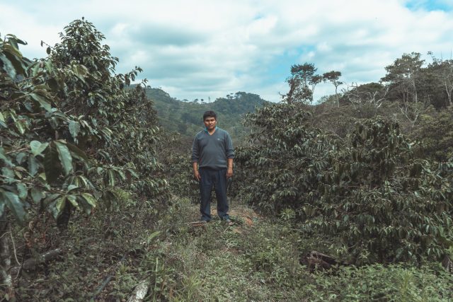 a coffee producer standing in the middle of coffee field