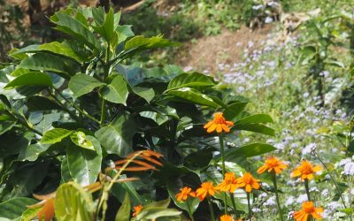 Beyond Labels: What Certifications Really Mean for Your Coffee