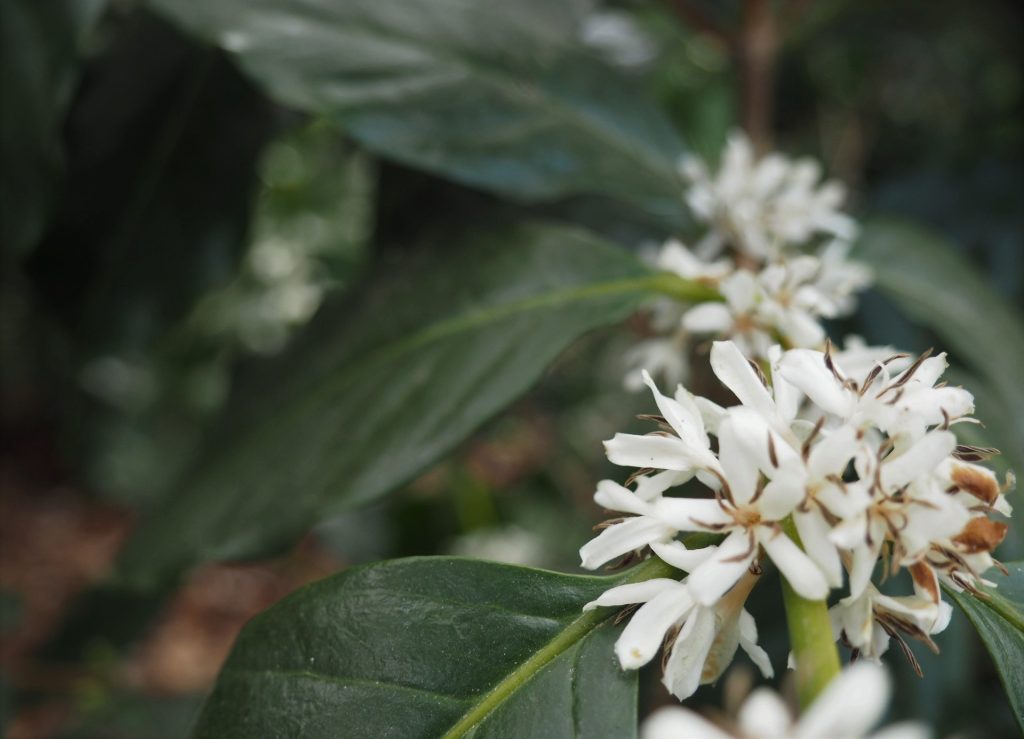 coffee flower