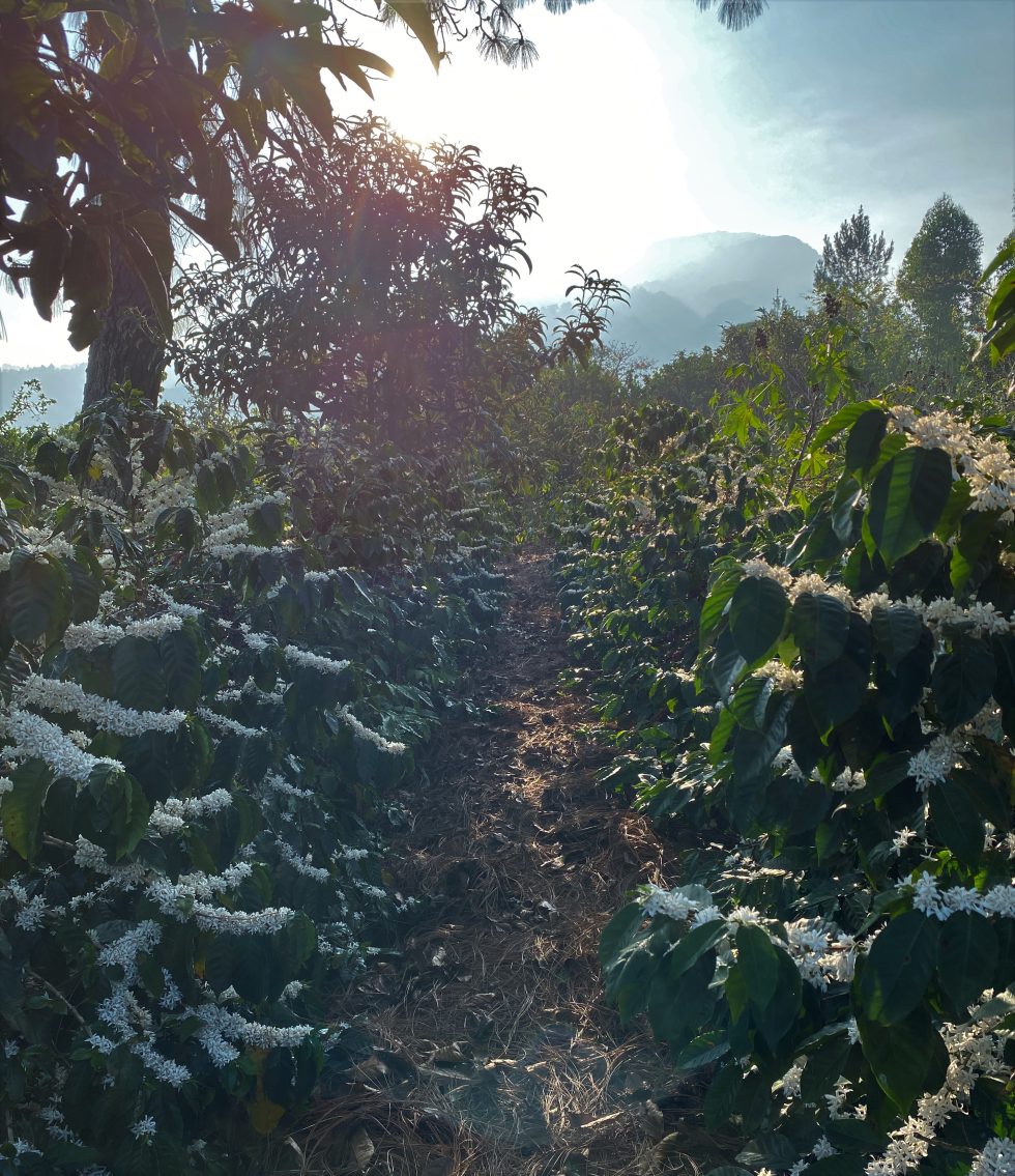 Guatemala Farms Of Antigua Lot 38 28355 GrainPro Bags SPOT RCWHSE Royal Coffee