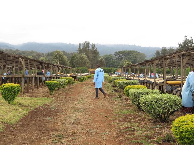 coffee farm in Tanzania