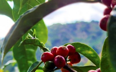 What is microlot coffee?