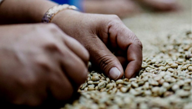 Hands sifting through green coffee beans