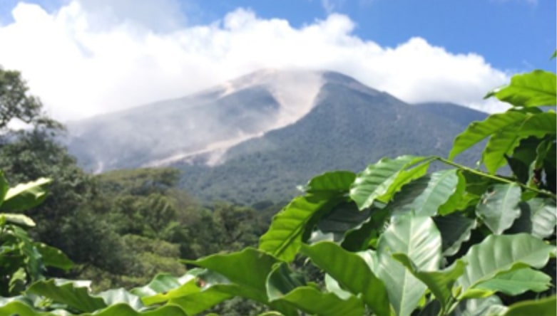 Mountain landscape with coffee plants