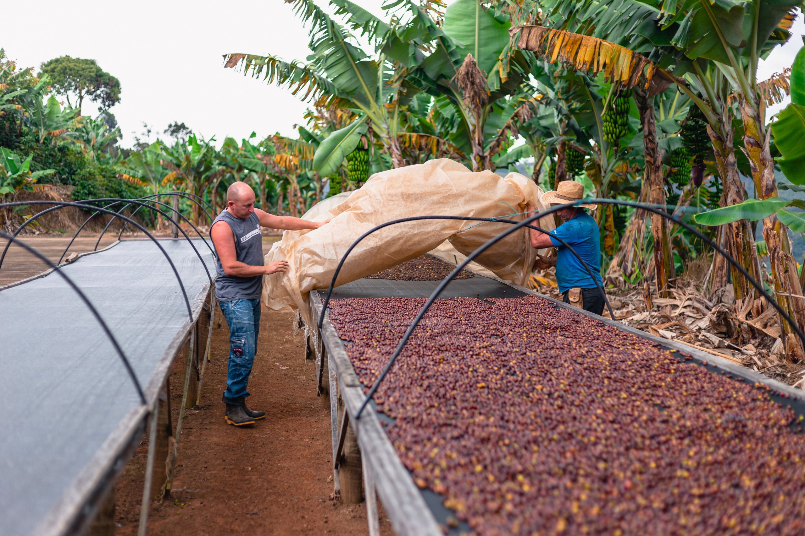 Crown Jewel Brazil Pedralva Sebastião Alexandre Da Silva Macerated