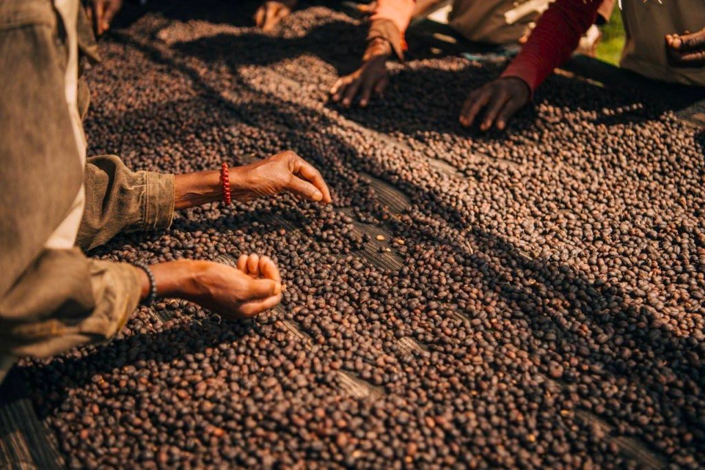 coffee on a drying table in Ethiopia