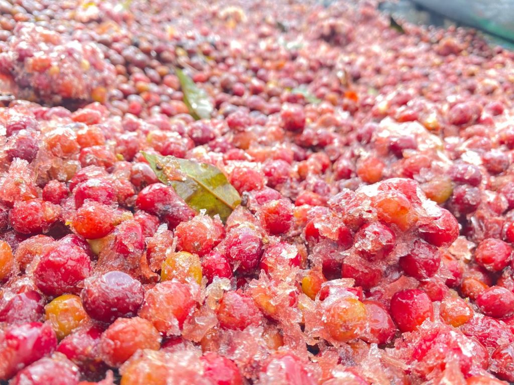 Ethiopia Yirgacheffe Gedeb 1 Natural 10 Day Freezer Chelchele - 33917 ...