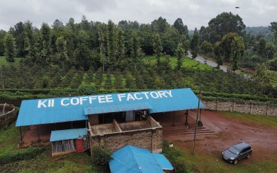 Kenya Green Coffee Export Review