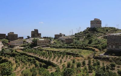 Yemen Green Coffee Export Review