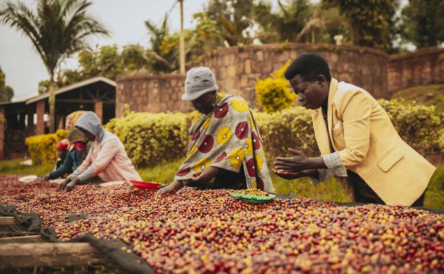 rwanda organic coffee