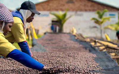 Why Don’t We See More Organic Coffee?