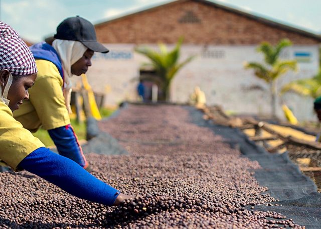 rwanda organic coffee