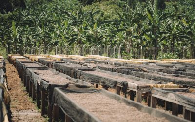 Uganda Green Coffee Export Review