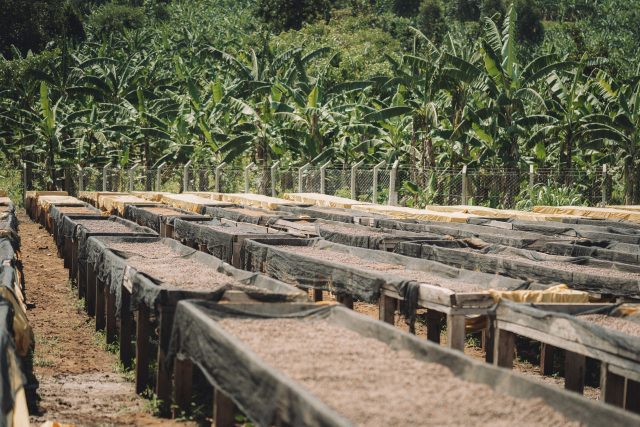uganda green coffee