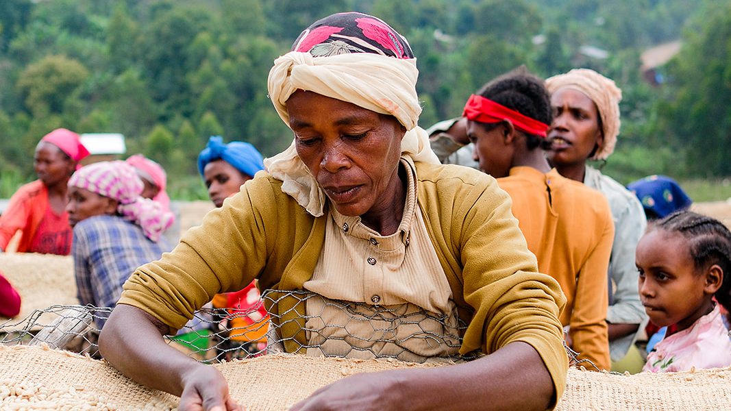 Women coffee farmers sorting coffee in Ethiopia