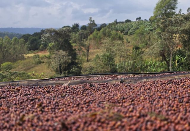 ethiopia green coffee